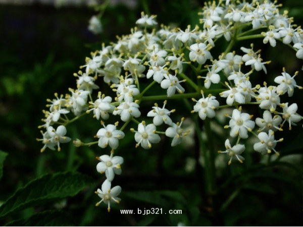 接骨木花提取物， 接骨木花粉