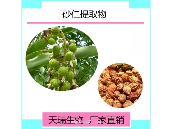 砂仁提取物