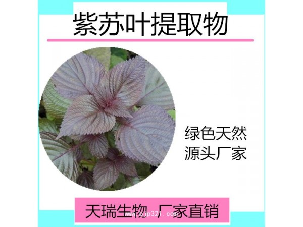 紫蘇提取物 天瑞廠家