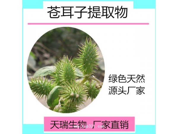 天瑞 蒼耳提取物