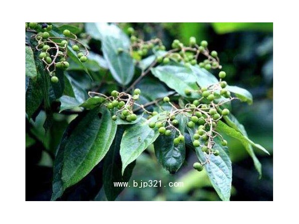 天瑞  布渣葉提取物  山茶葉提取物