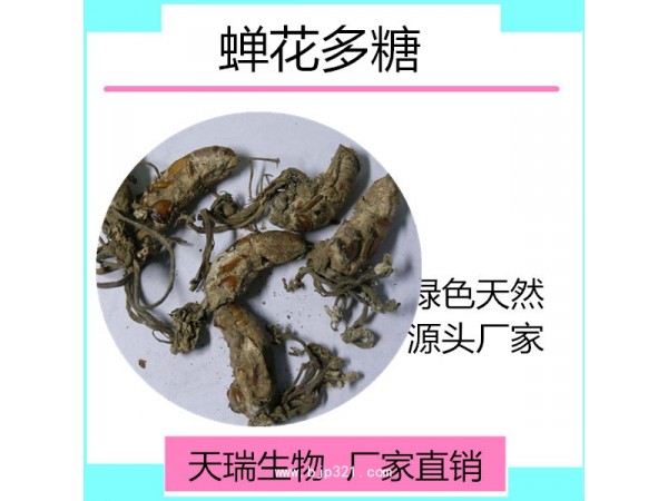 天瑞  蟬花多糖 金蟬花提取物
