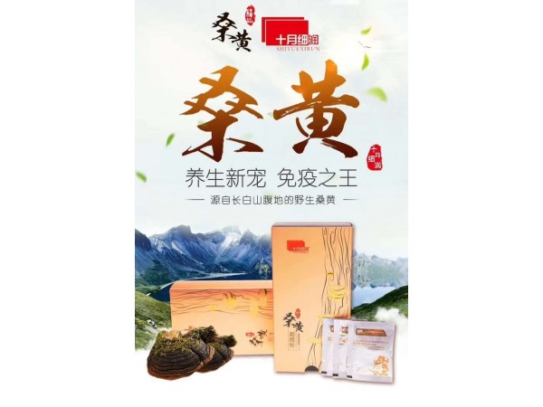 十月細(xì)潤桑黃招募代理經(jīng)銷商