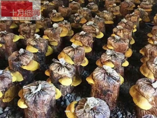 十月細(xì)潤桑黃招募代理經(jīng)銷商