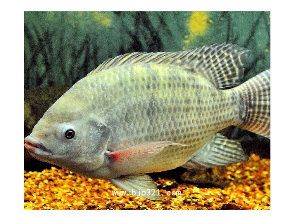 魚(yú)膠原蛋白肽粉