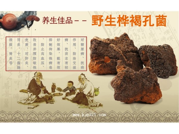 樺褐孔菌代加工
