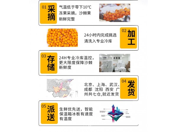 沙棘果沙棘鮮果沙棘凍果