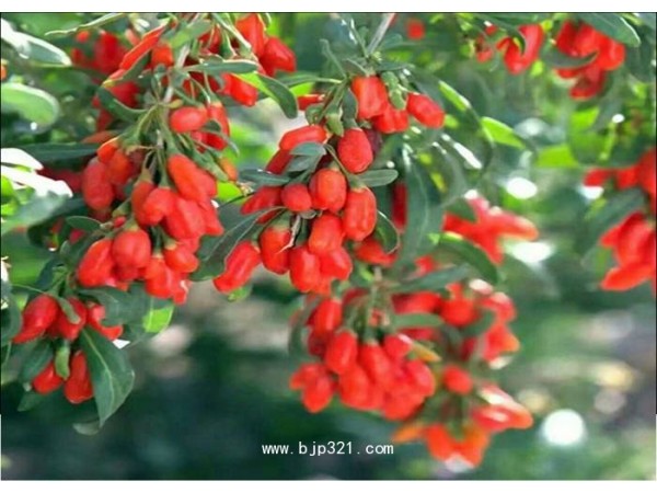 【山東佰諾生物】枸杞原漿復(fù)合飲品