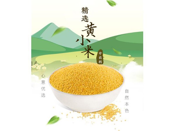 富硒小黃米