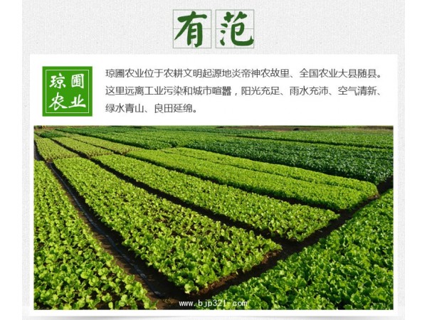 萬(wàn)松堂救心菜茶工廠袋泡茶代用茶加工