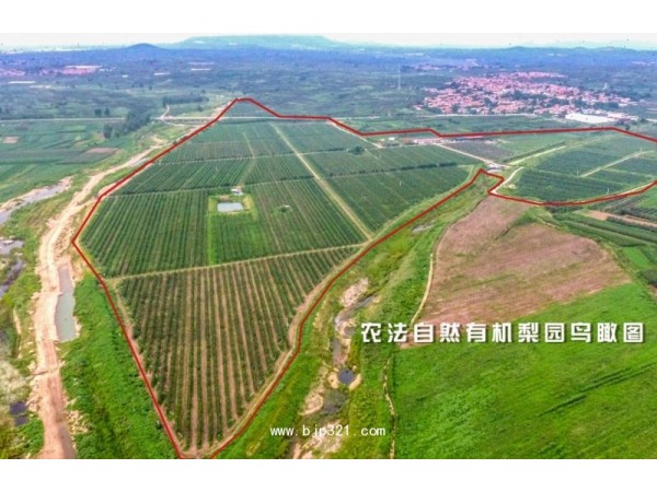 農(nóng)法自然梨悅堂功效型止咳梨膏