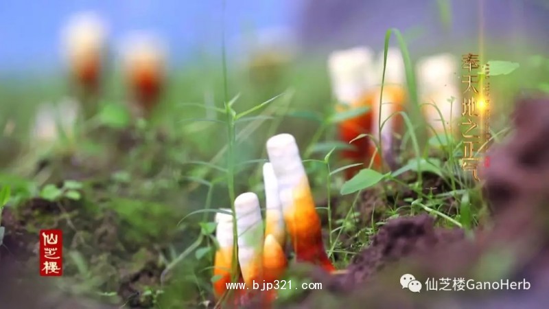 11.webp