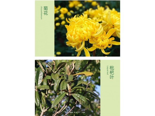 鐵皮石斛代用茶定制代加工