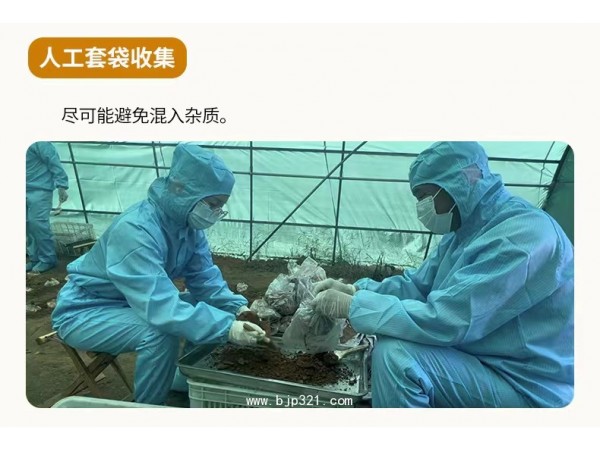 破壁靈芝孢子粉