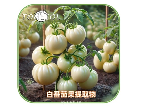TOMESORAL 白番茄濃縮粉