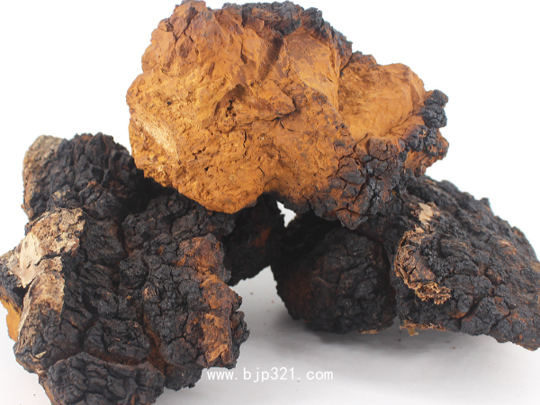 俄羅斯西伯利亞樺樹茸 白樺茸 樺褐孔菌中藥飲片