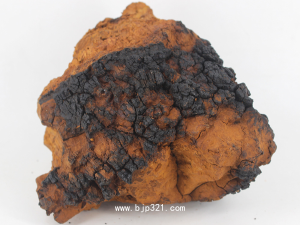 俄羅斯西伯利亞樺樹茸 白樺茸 樺褐孔菌中藥飲片